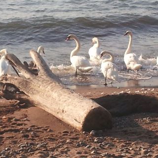 Urlaub auf Rügen, Ferienwohnung in Sassnitz
