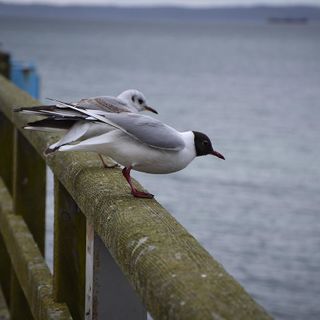 Urlaub auf Rügen, Ferienwohnung in Sassnitz