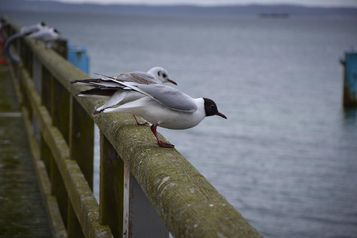 Urlaub auf Rügen, Ferienwohnung in Sassnitz