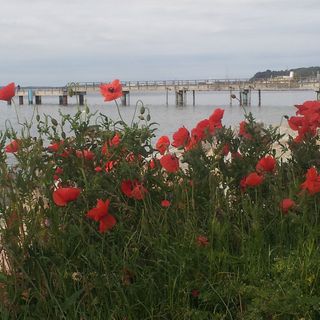 Urlaub auf Rügen, Ferienwohnung in Sassnitz